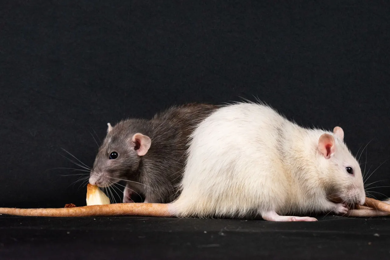 General Pest Control inspection and diagnostic work