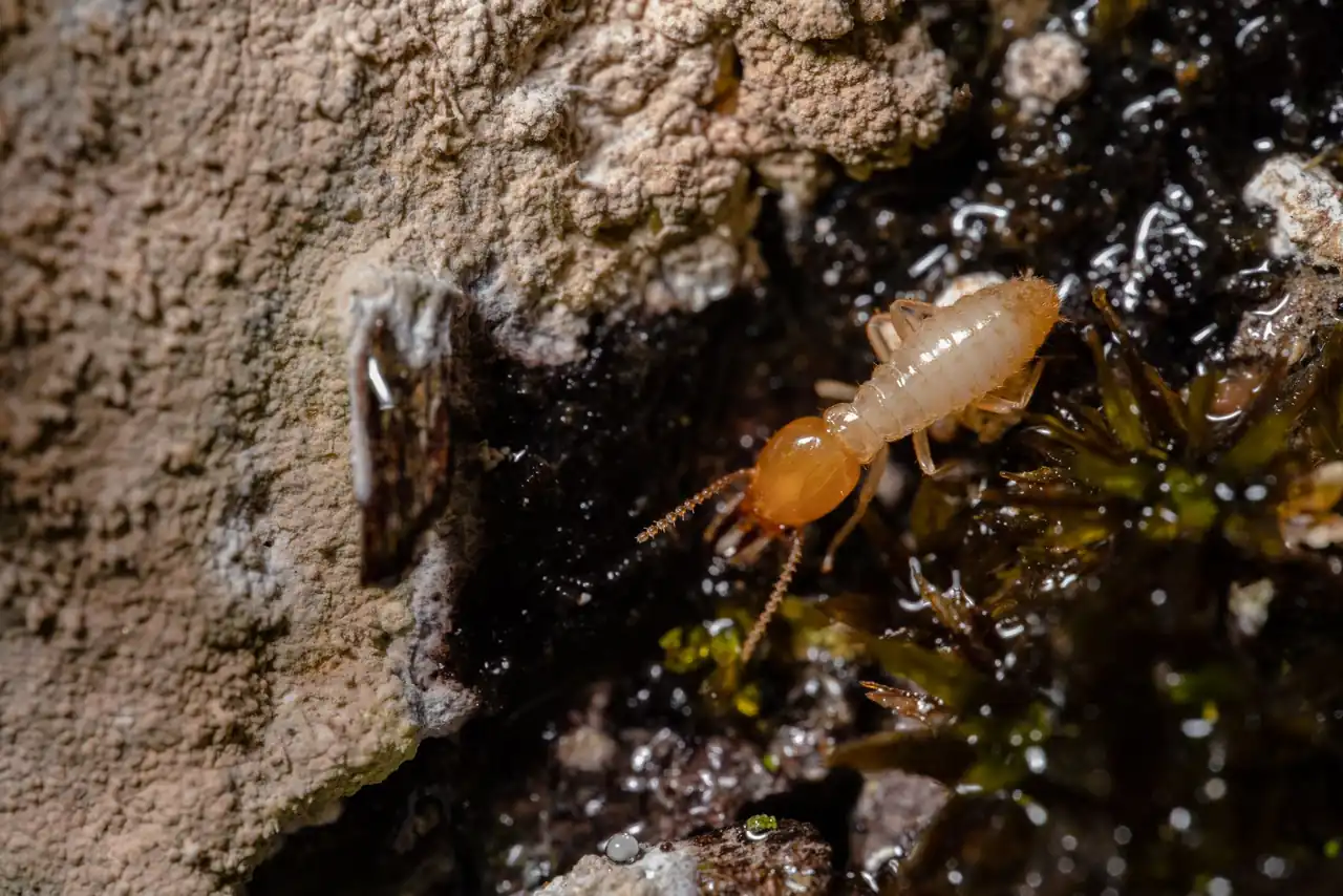 Tools used for Termite Control